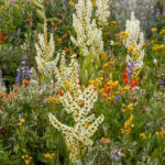 On the Pacific Crest Trail near Lake Winnemucca