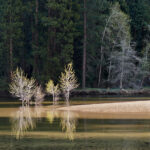 Cottonwoods in Merced River