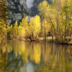 Cottonwoods, Yosemite Falls