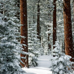 Sierra Snowfall
