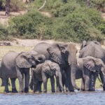 Chobe Savute National Park, Botswana