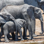 Chobe National Park, Botswana