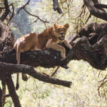 Lake Manyara, Tanzania