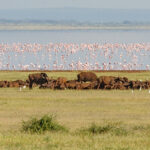 Late Afternoon, Lake Manyara, Tanzania