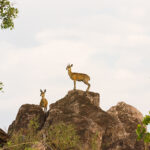 Springbok, Chobe Savute National Park, Botswana