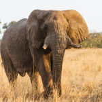 Chobe Savute National Park, Botswana