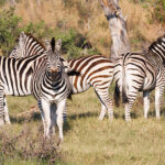 Okavango Delta, Botswana