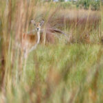 Red Lechwe, Okavango Delta, Botswana