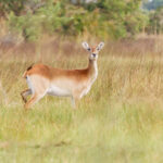 Red Lechwe, Okavango Delta, Botswana