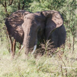 Serengeti National Park, Tanzania