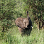 Serengeti National Park, Tanzania