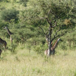 Serengeti National Park, Tanzania