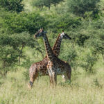 Serengeti National Park, Tanzania