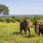 Young Elephants, Serengetti, Tanzania