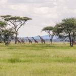 Serengeti National Park, Tanzania
