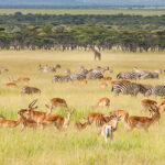 Serengeti, Tanzania