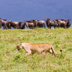 Wildebeest on the menu, Ngorongoro Crater, Tanzania