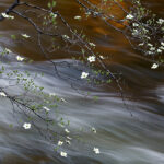 Dogwood Along Merced River, Yosemite