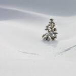 Lone Fir, Kirkwood Meadow