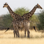 Ongava Preserve, Namibia