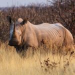White Rhino, Ongava Preserve, Namibia