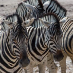 Etosha Pan, Namibia