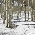 Aspen, Hope Valley