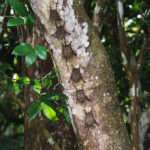 Bats, Amazon River, Peru