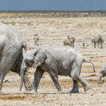 Etosha Pan, Namibia