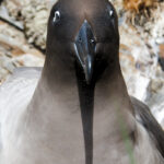 Sooty Albatros