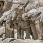 Etosha Pan, Namibia