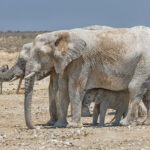 Etosha Pan, Namibia
