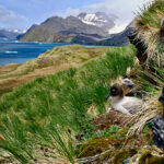 Nesting Sooty Albatross, King Edwrds Point, South Georgia Island