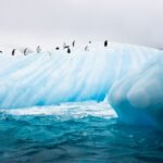 Chin Strap Penguins