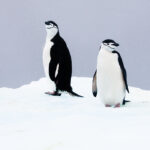 Chin Strap Penguins