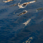 Sail Reflection, Nile River