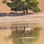 White Flamingo, Sossussvlei, Namibia