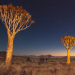 Quiver Trees at night, Namibia