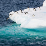 Adelies leaving the iceberg