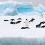 Adelie Penguins
