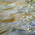 Dogwood Along Merced River, Yosemite
