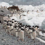 Adelie Penguins