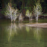 Cottonwoods, Yosemite