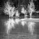 Cottonwoods, Yosemite