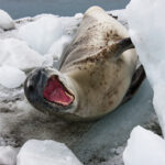Leopard Seal