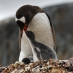 Gentoo Penguins