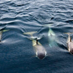 Orcas
