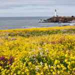 Pigeon Point Lighthouse