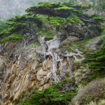 Point Lobos