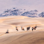 Oryx in Namib Desert at Sunrise, Namibia